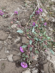 Abronia gracilis