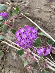 Abronia gracilis