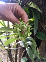 Epidendrum chlorops