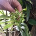 Epidendrum chlorops - Photo (c) Pablo Cuevas, algunos derechos reservados (CC BY-NC)