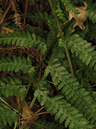 Image of Microlepia strigosa by (c) chiuluan, some rights reserved (CC BY)