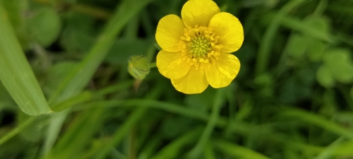 Image of Ranunculus petiolaris by (c) Tereso Hernández Morales, some rights reserved (CC BY)