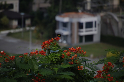 Golden Birdwing