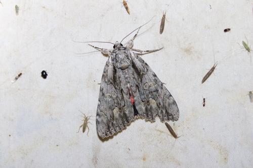 Scarlet Underwing photo 6