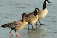 Pink-Footed Goose photo 6