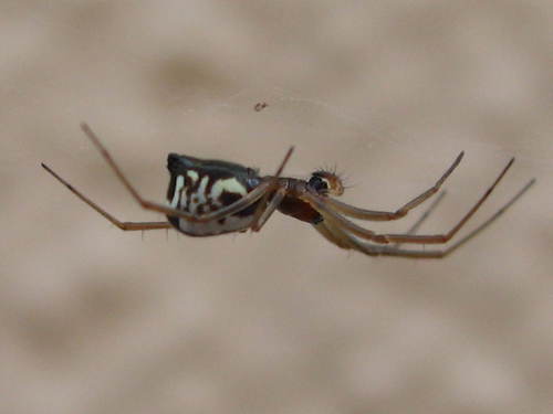 Linyphiidae