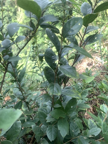Image of Lindera glauca by (c) 呂一起(Lu i-chi), some rights reserved (CC BY)