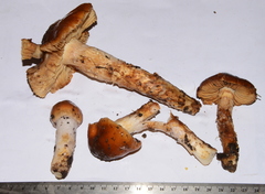 Cortinarius mucosus