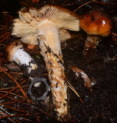 Cortinarius mucosus