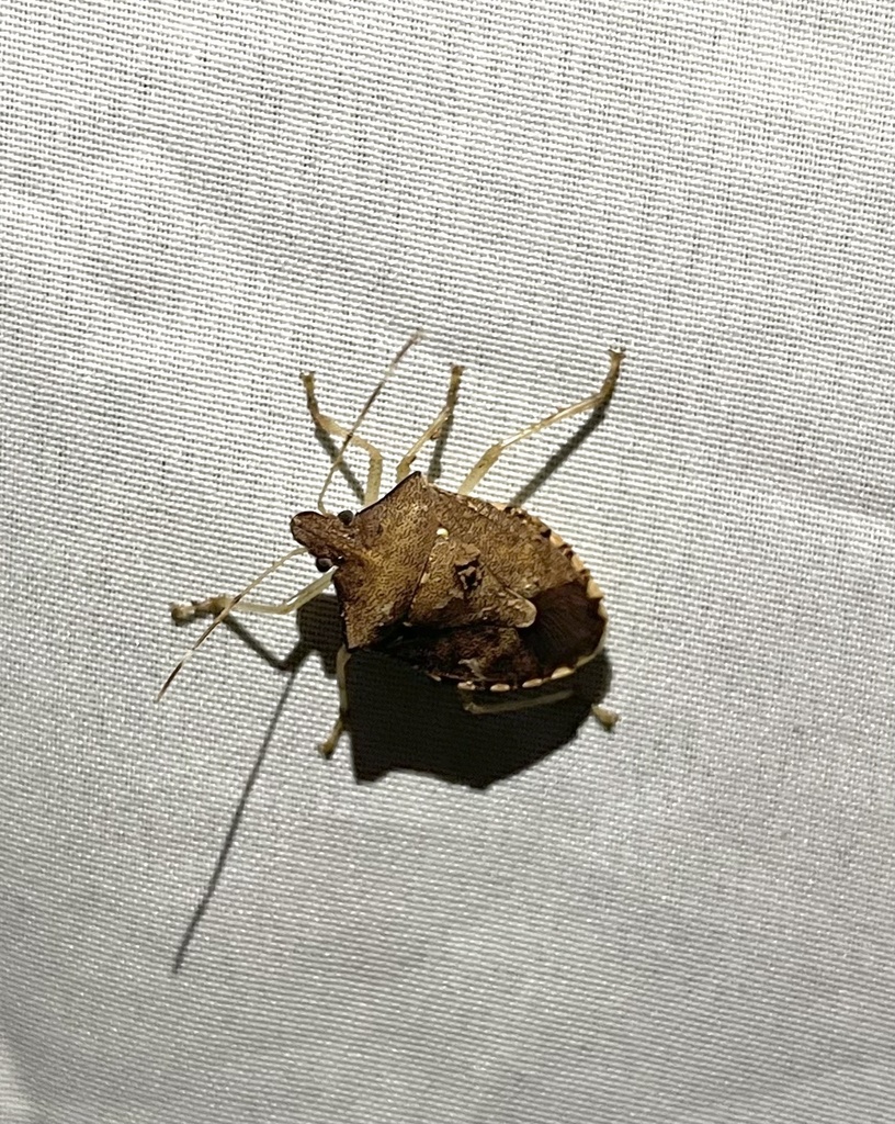 Halyomorpha philippina