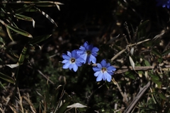 Gentiana arisanensis