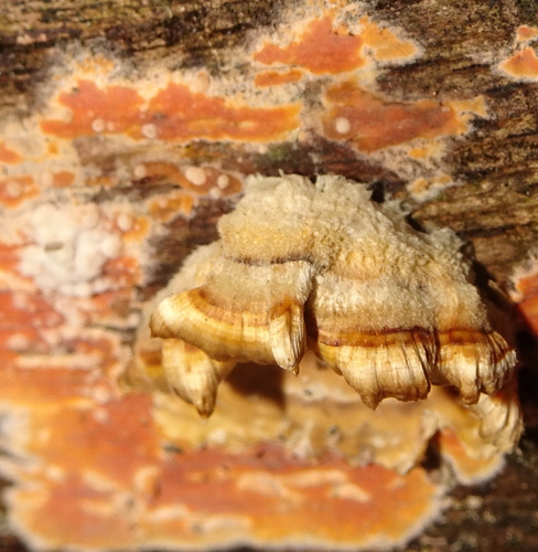 Peniophora incarnata image
