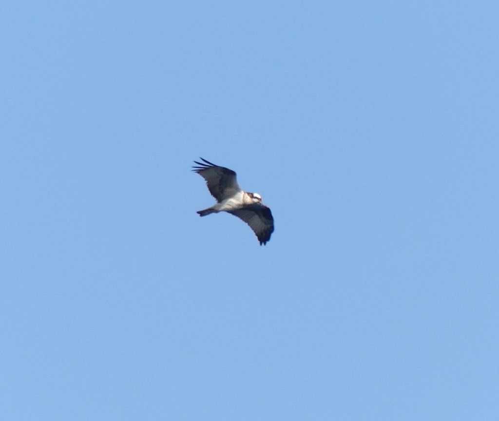osprey-from-daejeong-eup-seogwipo-si-jeju-do-south-korea-on-february