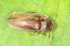 Throscidae