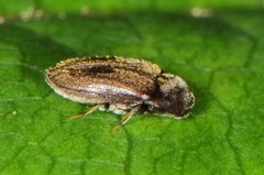 Throscidae