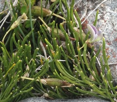 Carmichaelia uniflora