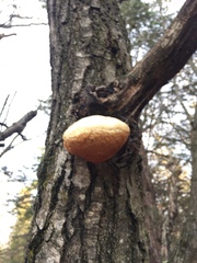 Pseudospongipellis unicolor