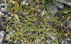 Carmichaelia uniflora