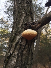 Pseudospongipellis unicolor