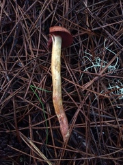 Cortinarius smithii