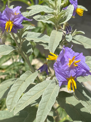 Solanum elaeagnifolium image