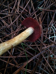Cortinarius smithii