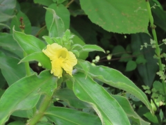 Costus villosissimus image