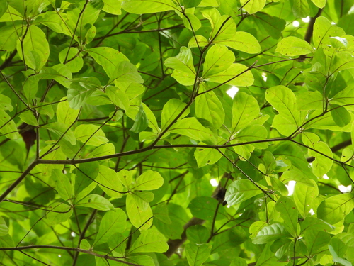 Terminalia amazonia - Habitat