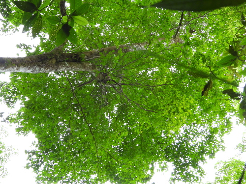 Terminalia amazonia - Leaves