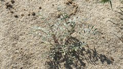 Astragalus aridus