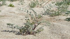 Astragalus aridus