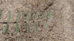 Astragalus aridus