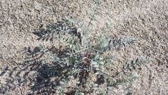 Astragalus aridus