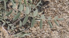 Astragalus aridus