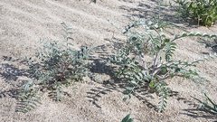Astragalus aridus
