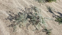 Astragalus aridus