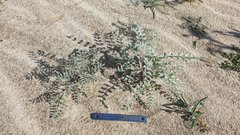 Astragalus aridus