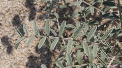 Astragalus aridus