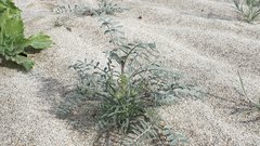 Astragalus aridus