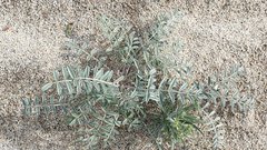 Astragalus aridus