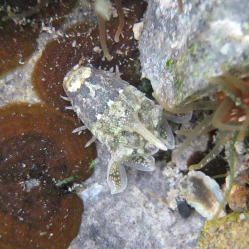 Isocladus dulciculus
