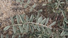 Astragalus aridus