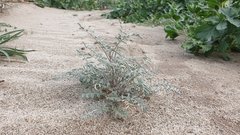 Astragalus aridus