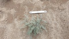 Astragalus aridus