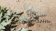 Astragalus aridus