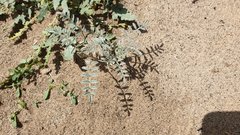 Astragalus aridus