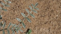 Astragalus aridus