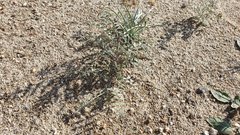 Astragalus aridus