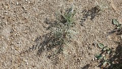 Astragalus aridus