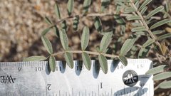 Astragalus aridus